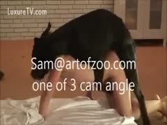 Fucking beastiality-friendly MILF with a beefy dark mutt